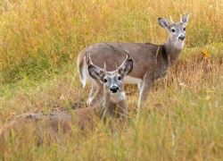 Eläintauteja ja antibioottiresistenssiä