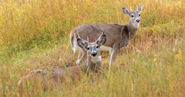Eläintauteja ja antibioottiresistenssiä