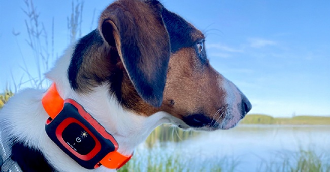 Koiratutkauutuus täyttää metsästäjän perustarpeet