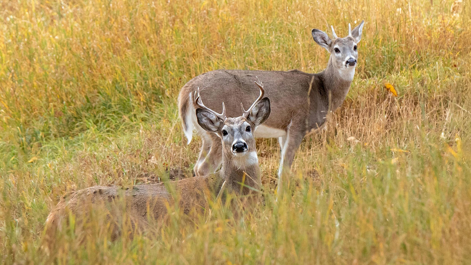 Kaksi valkohäntäpeuraa