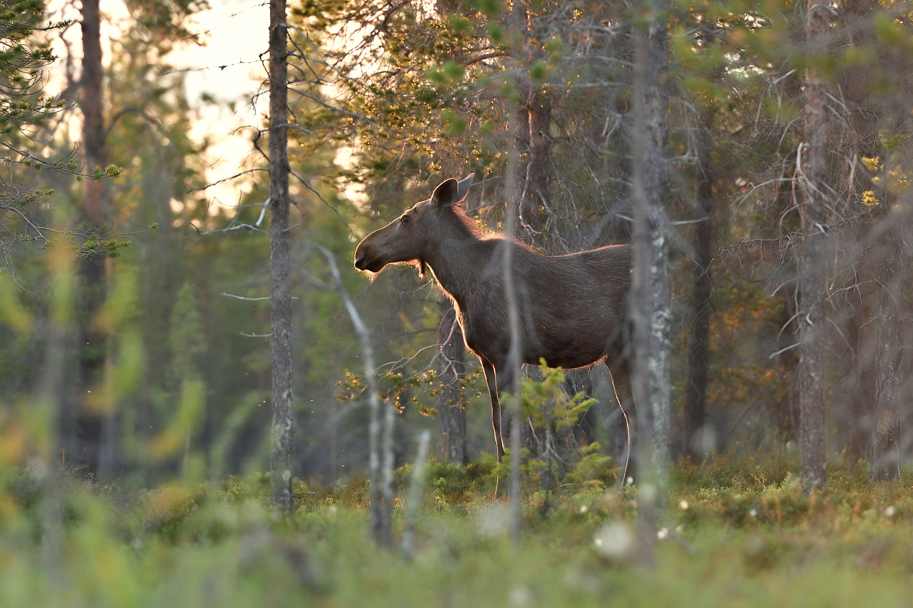 Hirvi metsässä.